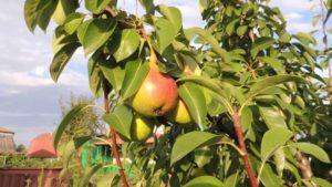 คำอธิบายเกี่ยวกับพันธุ์ลูกแพร์ Lyubimitsa Klappa และความละเอียดอ่อนในการปลูก