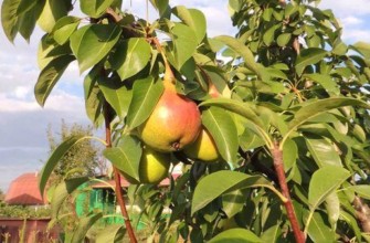 ผลลูกแพร์