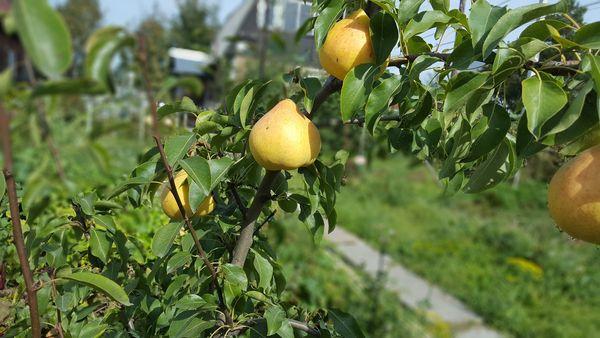 ต้นแพร์
