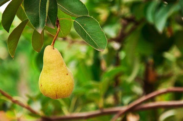 ลูกแพร์บนกิ่ง