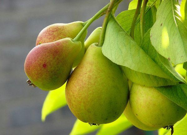 พันธุ์น้ำผึ้ง