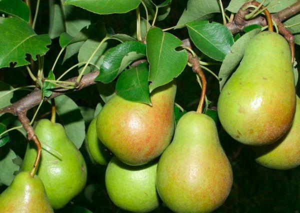 คำอธิบายครบถ้วนและลักษณะเด่นของลูกแพร์พันธุ์ Medovaya ที่มีรูปร่างเป็นทรงกระบอก