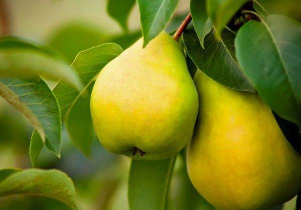 ผลลูกแพร์