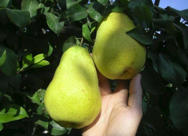 ลูกแพร์สองลูก