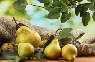 ลูกแพร์น้ำผึ้ง