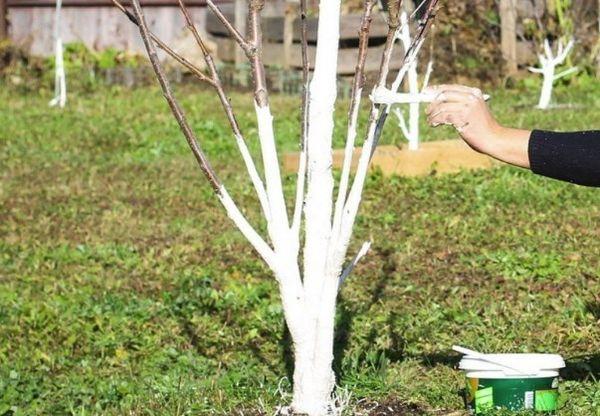 การทาสีขาวต้นกล้า