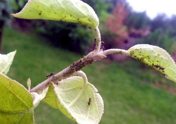 มดบนกิ่งไม้