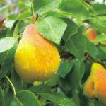 ลูกแพร์สุกเร็ว