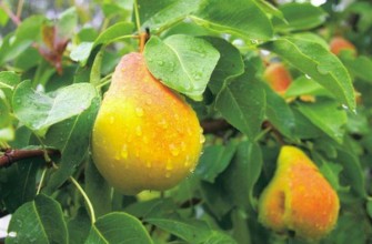 ลูกแพร์สุกเร็ว