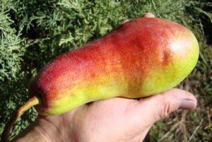 คำอธิบายพันธุ์ลูกแพร์ทัลการ์บิวตี้ การปลูกและคำแนะนำในการดูแล