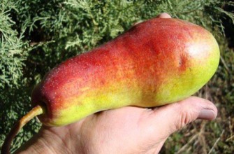 ลักษณะของลูกแพร์