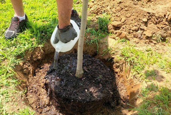 Arrosage et fertilisation