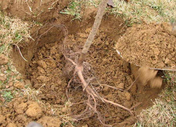 เทคโนโลยีการปลูกพืช