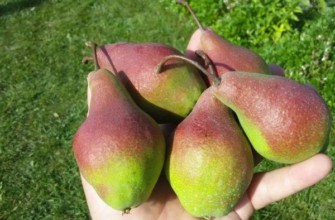 ลูกแพร์ในฝ่ามือของคุณ