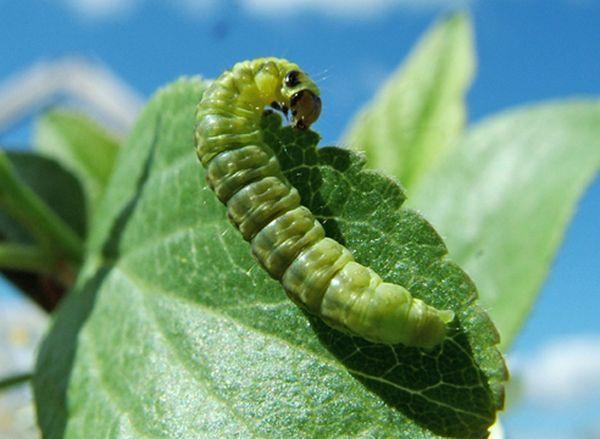 หนอนผีเสื้อสีเขียว