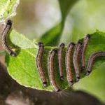 หนอนผีเสื้อคอดลิ่ง