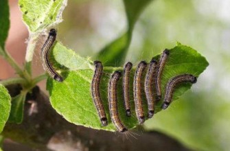 หนอนผีเสื้อคอดลิ่ง