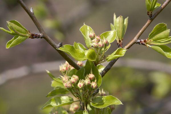 การปลุกไต