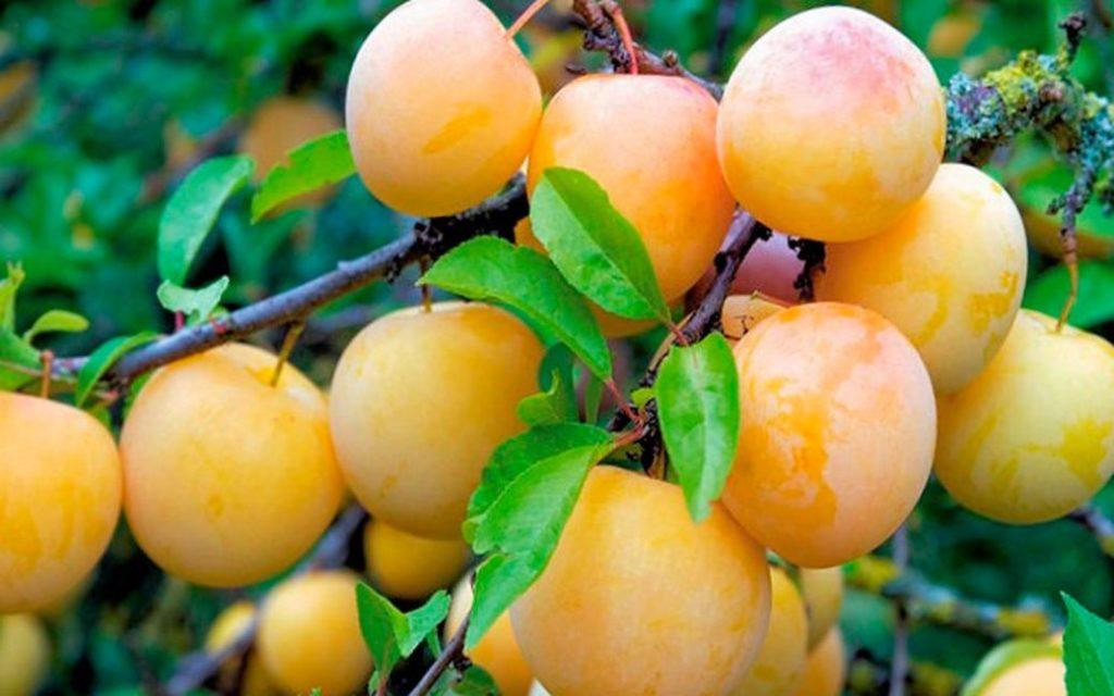 พลัมยาคอนโตวายา