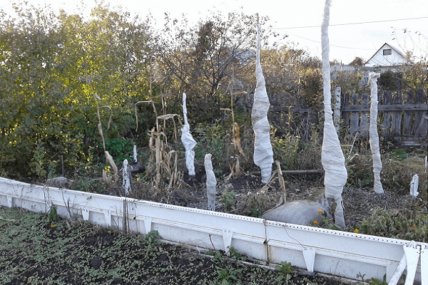 entretien des pommiers