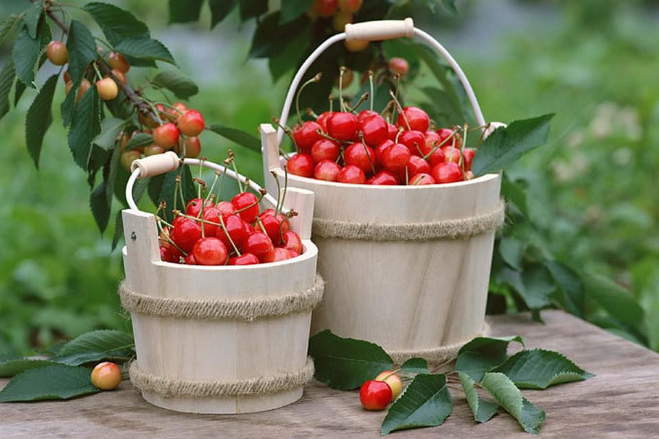 เชอร์รี่หวาน