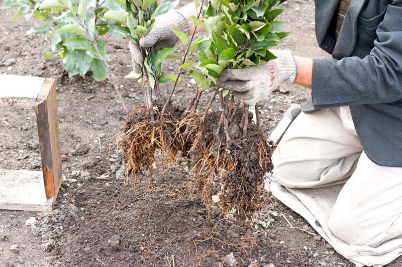 การขยายพันธุ์โดยการปักชำ