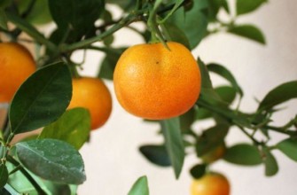 ต้นส้มเขียวหวาน