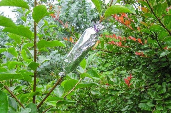 การหยั่งรากบนกิ่งก้าน