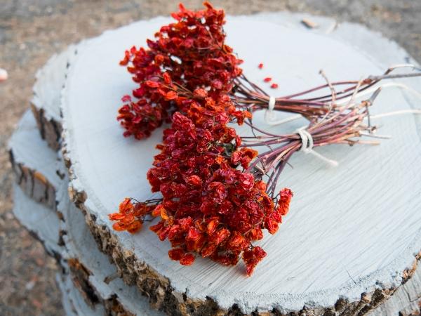 การอบแห้งวิเบอร์นัม