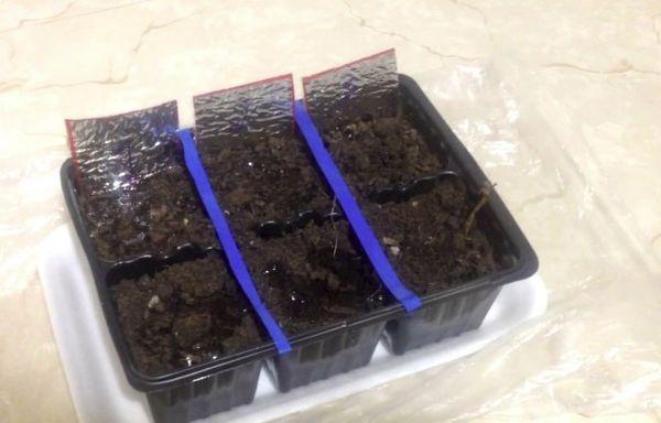 ภาชนะใส่ต้นกล้า