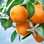 ผลไม้สีส้ม