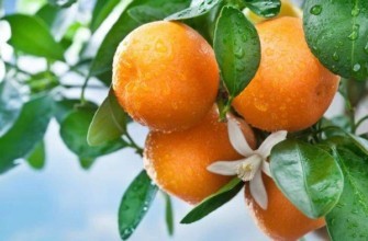 ผลไม้สีส้ม