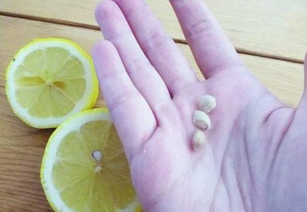 เมล็ดมะนาว