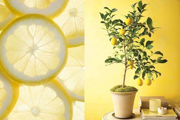 มะนาวทำเอง