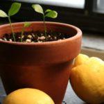 ถั่วงอกมะนาว