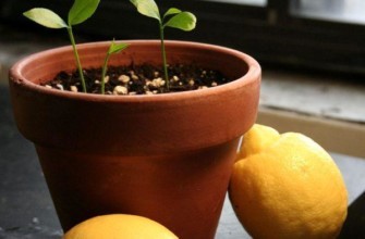 ถั่วงอกมะนาว