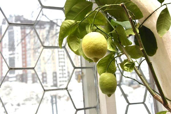 มะนาวเมเยอร์