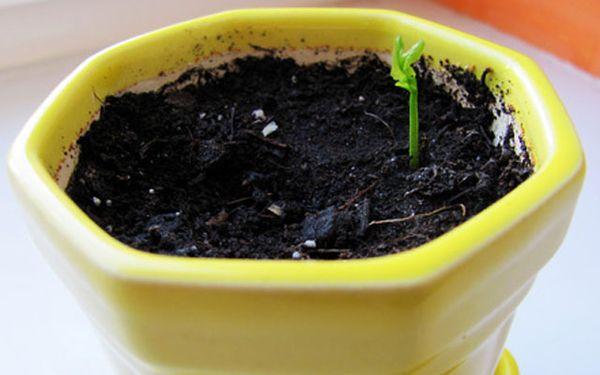 กระถางดิน