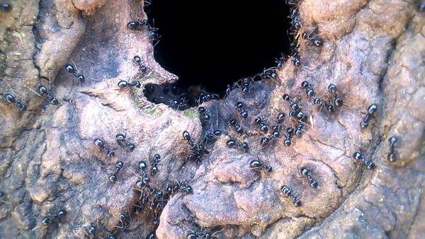 มดในโพรง