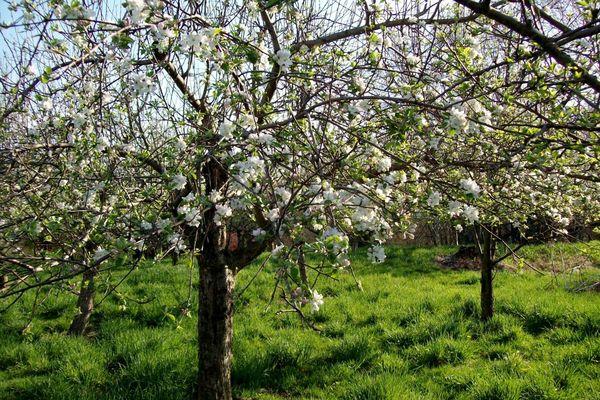 ต้นไม้เล็ก