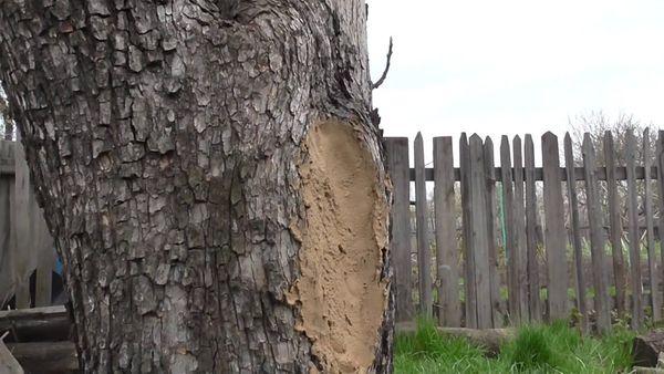 กลวงปิดผนึก