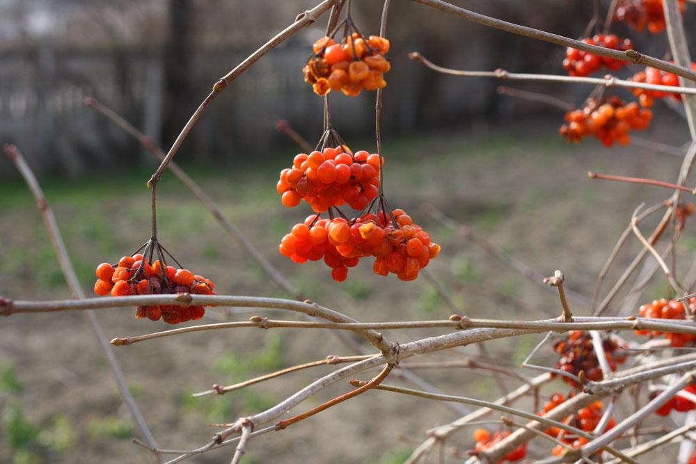 การฟื้นฟูพุ่มไม้