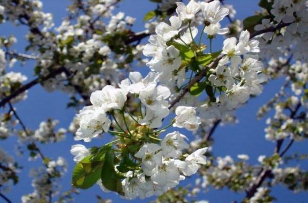 เชอร์รี่ จูเลีย