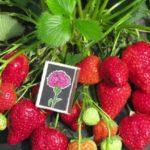 ผลไม้อะโรซ่า