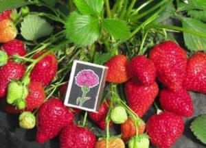 คำอธิบายพันธุ์สตรอเบอร์รี่อาโรซา การปลูกและคำแนะนำการดูแล