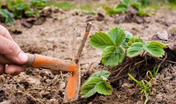 ถั่วงอกสตรอเบอร์รี่