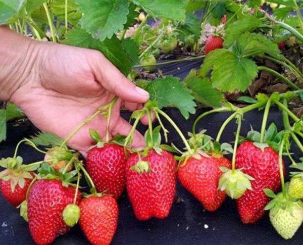 สตรอเบอร์รี่สุก