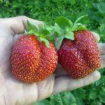 ผลเบอร์รี่ขนาดใหญ่