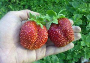 Description de la variété de fraise Bohemia et instructions de culture