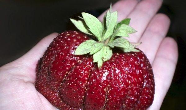 สตรอเบอร์รี่ขนาดใหญ่